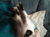 Ragdoll and ragamuffin girls