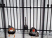 2 pair of zebra finches