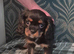KC Cavalier king Charles Spaniel's puppies for sale