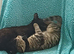 Tabby