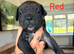 Cane corso x North American mastiff