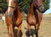 16.1 12yr old chunky thoroughbred mare