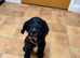 Working Cocker Spaniel Puppy