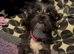 Chihuahua cross Shih Tzu