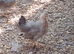 Cream Legbar Chickens Pair Cock and Hen Blue Eggs