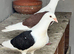 Saddle bar pigeons breedr pairs