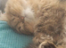 Stud Duties: Persian male (chinchilla/Doll-faced)