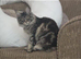 Maine coon female 8 month old