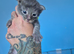 Absolutely stunning maine coons kittens for sale