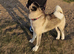 KC Registered Akita