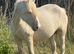 14.2 6yr old cremello cob mare