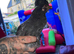 Hens and Roosters
