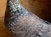 Beautiful coloured Rubella racing pigeon Bred in 2026 has RPRA ring