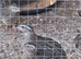 Coturnix Quail