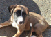 Lurcher puppies READY NOW 2 boys still available