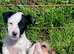Sealyham terrier x jack Russell pup