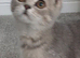 TICA Stunning affectionate Scottish