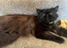 Shadow nearly a year old