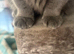 Loving bsh female