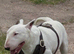 English bullterrier stud father is rabram rustic sunrise quality example for stud