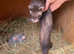 Ferrets kits for sale ready April waiting list