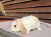 Mini lops