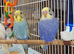 Super Tamed baby budgies for sale