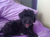 Female Cavapoo Puppy