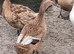 Aylesbury/ kacky Campbell ducks