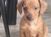 Mini smooth dachshund pups