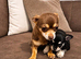 1 male chihuahua puppies