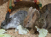 A few litters of bunnies available