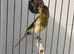 2025 male canary started to sing