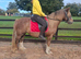 14hh 5 year old mare