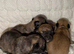 Brindle tiny chihuahua babies ready now