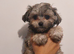 Maltese