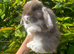 The Sweetest Baby Bunny&rsquo;s