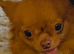 Tiny chihuahua girl for sale