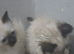 I have two male kittens forsale