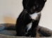 Cuddly and playful kittens