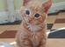 Gorgeous ginger kittens