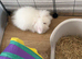 2 male rabbits