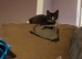 Pretty kittens