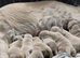 Stunning Cream bundles