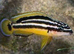 Tanganyika Chiclids For Sale