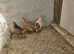 3 male Japonise quail