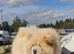 Chow chow puppies