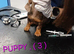PRA, HEALTH CHECKED, ADORABLE MINIATURE DASHSHOUNDS