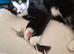 Loving 7 month girl kitten and all her belongings