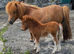 Chestnut Mushroom Mini Shetland Colt